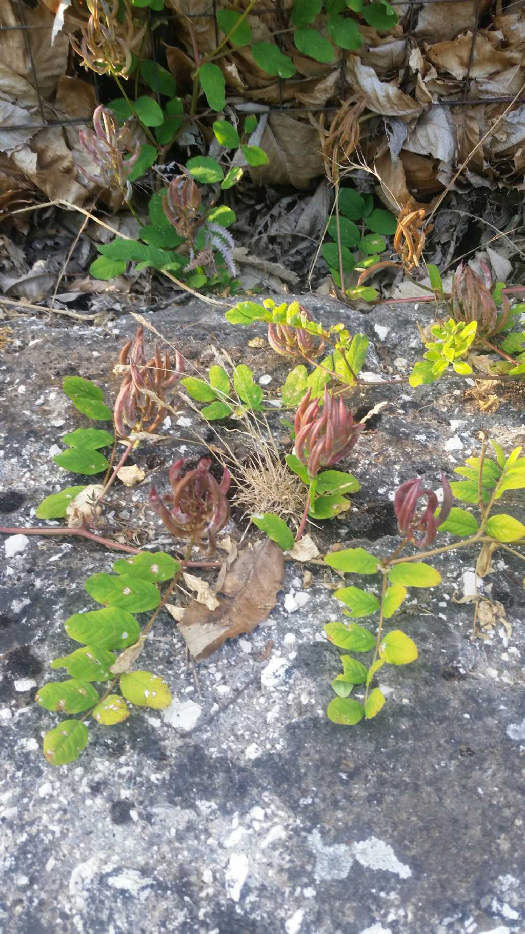 Astragalus glycyphyllos (Fabaceae)